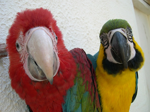 perroquets